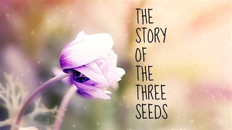 The Frustration of Preparation: A Dream About Three Seeds